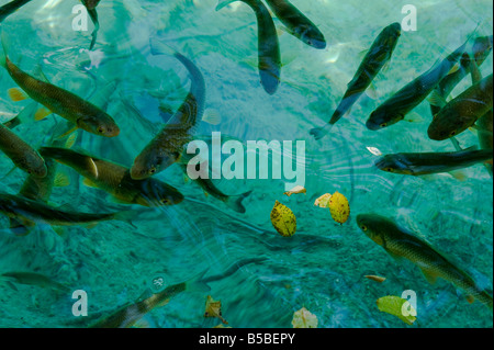 Fische nehmen in dem klaren Wasser der Plitvicer Seen Nationalpark UNESCO Welt Kulturerbe Top 100 Naturschutzgebiet, das Fou sein kann Stockfoto
