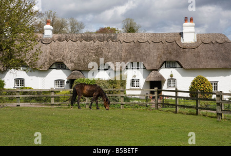 New Forest strohgedeckten Hütte und Pony, Hampshire, England, Europa Stockfoto