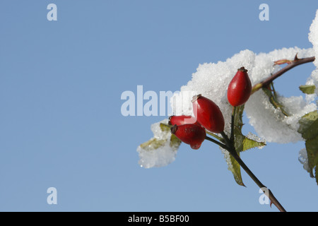 Rote Hagebutten auf dem Schnee bedeckten Busch Stockfoto