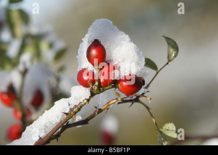 Rote Hagebutten auf dem Schnee bedeckten Busch Stockfoto