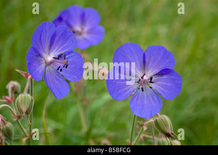 Wiesen Storchschnabel Geranium pratense Stockfoto