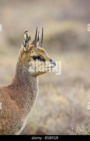 Männliche Klipspringer (Oreotragus Oreotragus), Karoo National Park, Südafrika, Afrika Stockfoto