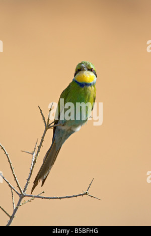 Zinnenkranz Bienenfresser, Kgalagadi Transfrontier Park, dem ehemaligen Kalahari Gemsbok National Park, Afrika umfasst Stockfoto