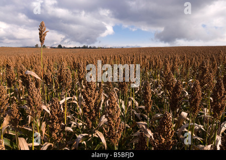 Kommerzielle Sorghum (Mais Ersatz) gewachsen für Futtermittel, Frankreich. Stockfoto