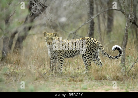 Leopard (Panthera Pardus), größere Limpopo Transfrontier Park, umfasst das ehemalige Krüger Nationalpark in Südafrika Stockfoto