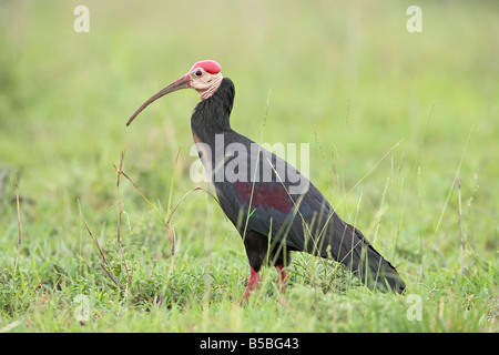 Südlichen Waldrappen (Geronticus Calvus), Imfolozi Game Reserve, Südafrika, Afrika Stockfoto