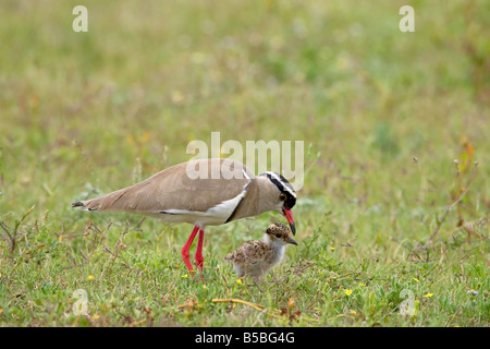 Gekrönt Regenpfeifer oder gekrönte Kiebitz (Vanellus Coronatus) Erwachsene Lehre Küken zu jagen, Addo Elephant National Park, Südafrika Stockfoto