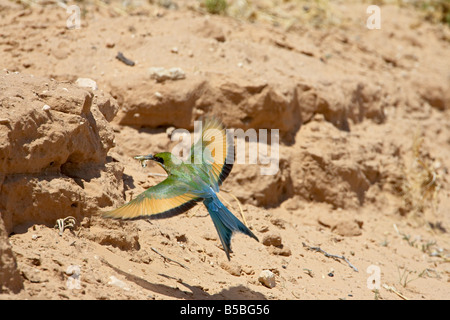 Zinnenkranz Bienenfresser, Kgalagadi Transfrontier Park, dem ehemaligen Kalahari Gemsbok National Park, Afrika umfasst Stockfoto