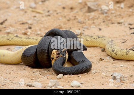 Cape Cobra und Maulwurf Schlange kämpfen, Kgalagadi Transfrontier Park, dem ehemaligen Kalahari Gemsbok National Park, Afrika umfasst Stockfoto