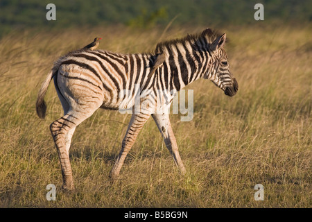 Burchell Zebra Fohlen (Equus Burchelli), mit Redbilled Oxpeckers, Hluhluwe Umfolozi Park, KwaZulu-Natal Stockfoto