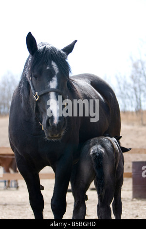 Percheron Stute mit Fohlen an ihrer Seite stehen in einer Scheune Hof während Fohlen Pflege ist. Stockfoto