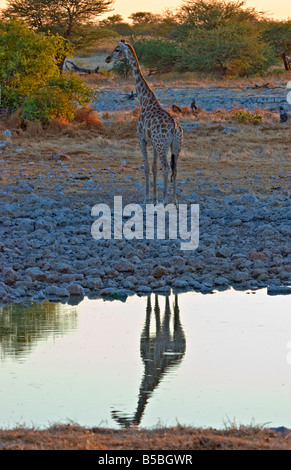 Eine Giraffe (Giraffa Plancius) im Etosha Nationalpark, Namibia Stockfoto