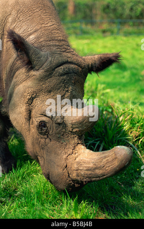 Männliche Tormanga, behaarte Nashörner (Sumatra-Nashorn), in Erhaltungszucht Programm Port Lympne Zoo, Kent, England Stockfoto