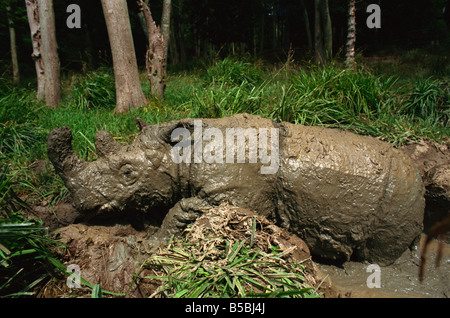 Männliche Torgamba, behaarte Nashörner (Sumatra-Nashorn), in Erhaltungszucht Programm Port Lympne Zoo, Kent, England Stockfoto