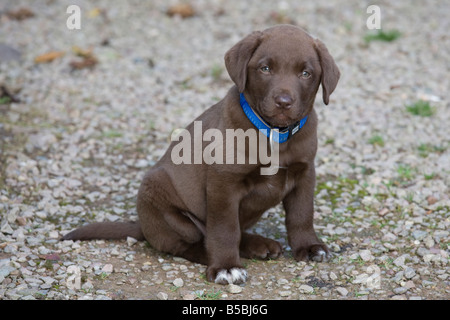 Young Schokolade gefärbt Labrador-Welpe Bewdley Worcs UK Stockfoto