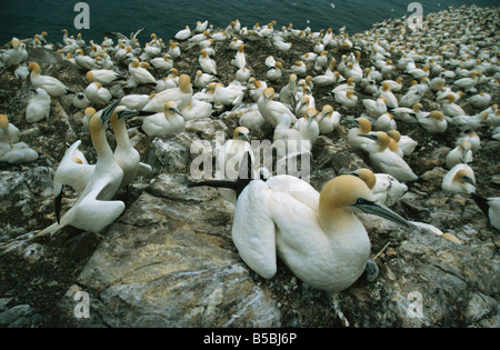 Basstölpel auf Nester, Bass Rock, East Lothian, Schottland, Europa Stockfoto