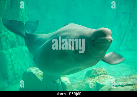 Beluga, ozeanographische Aquarium, Valencia, Spanien, Europa Stockfoto