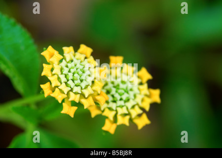 Hautnah-Shooting der gelben Lantana Camara Blumen Stockfoto