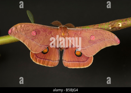 Männlichen Kaiser Gum Moth aus Australien Stockfoto