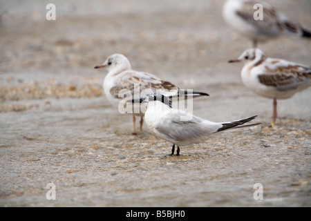 Brandseeschwalbe Sterna sandvichensis Stockfoto