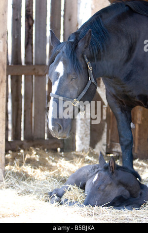 Percheron Stute mit Fohlen schlafen auf ihrer Seite stehen in einer Scheune Hof. Stockfoto