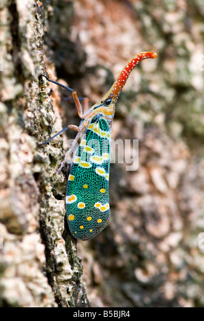 Nahaufnahme des Pyrops Candelaria auf Baum Stockfoto