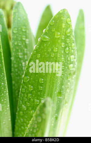 Tröpfchen in Hyazinthe Blättern. Hyacinthus hybr Stockfoto