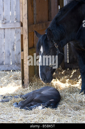 Percheron Stute mit Fohlen schlafen auf ihrer Seite stehen in einer Scheune Hof. Stockfoto