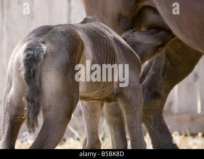 Percheron Fohlen Pflege von seiner Mutter. Stockfoto