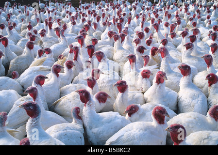 Domestizierte Türkei Herde. Stockfoto