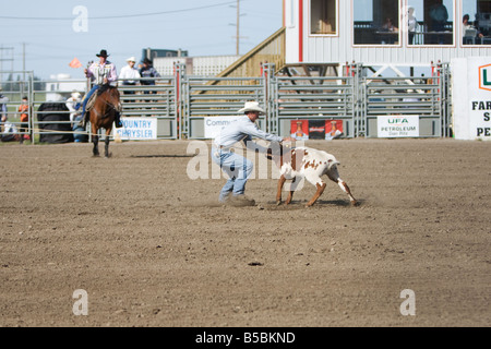 Ein Cowboy, jagt eine Kalb in das Kalb roping Wettbewerb bei einem Rodeo. Stockfoto