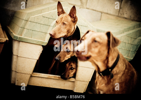 Vier Hunde aus einem Rescue-Center, drei davon sind zusammen in einem kleinen Haus und sind auf der Suche. Stockfoto