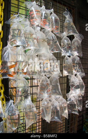 Goldfish market, Tung Choi Street, Mong Kok, Hong Kong Stockfoto