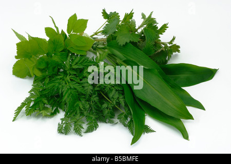 Kuh, Petersilie, Knoblauch Holz, Boden Elder (Aegopodium Podagraria) und Brennnessel (Urtica Dioica) gemischt Blätter für kulinarische Verwendung Stockfoto