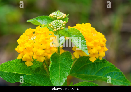 Hautnah-Shooting der gelben Lantana Camara Blumen Stockfoto