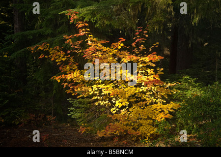 Rebe-Ahorn im Herbst entlang der Skyline Road Mount Hood National Forest Oregon Stockfoto