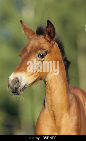 Andalusische Pferd (Equus Caballus). Porträt eines Fohlens Stockfoto