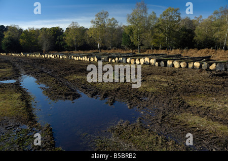 Gefällte Bäume auf Inseln Dornen Einzäunung im New Forest Stockfoto