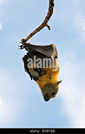 Weibliche Grau geleitet Flying Fox, Pteropus Poliocephalus hält ihr Baby. Diese Fledermäuse sind endemisch in Australien und sind als eine besonders gefährdete Arten aufgeführt. Stockfoto