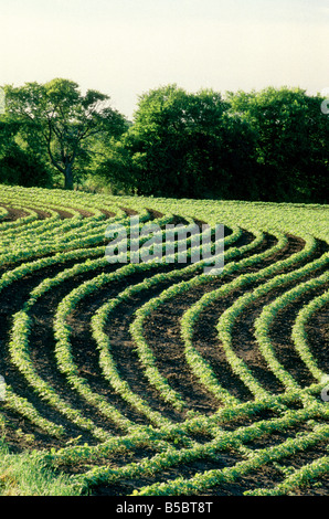 Young Sojapflanzen in konturierte Feld wachsen. Stockfoto
