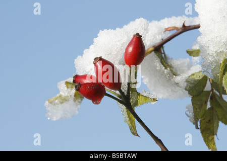 Rote Hagebutten auf dem Schnee bedeckten Busch Stockfoto