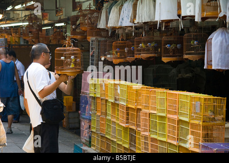 Männer zeigen ihre Vögel in Yuen Po Street Bird Markt, Mong Kok, Hong Kong Stockfoto