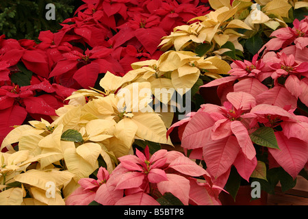 USA, die diese feucht Weihnachtssterne unter idealen Lichtverhältnissen aufgenommen wurden, die sie frisch gegossen werden Stockfoto