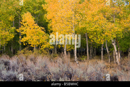 Aspen Grove, Bischof Creek Canyon, Eastern Sierras Stockfoto