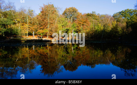 Herbst an der City of London besaß Burham buchen in Buckinghamshire. Gold farbigen Bäume spiegelt sich in einem Teich Stockfoto