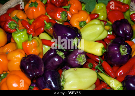 Mischung aus Serrano Jalapeno lila rot orangen Paprika Sackler-Midtown-Bauernmarkt Stockfoto
