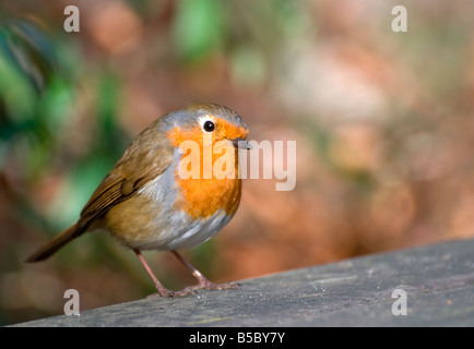 Robin (Erithacus Rubecula) saß auf einer Bank South Yorkshire England Stockfoto