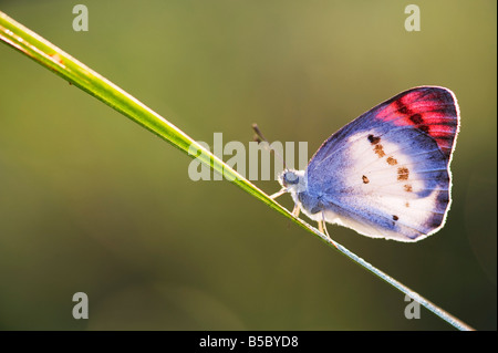 Colotis Danae. Rote Spitze Schmetterling auf einem Rasen Stiel in der indischen Landschaft Aufwärmen. Indien Stockfoto