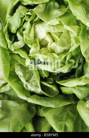 Kopfsalat hautnah Stockfoto