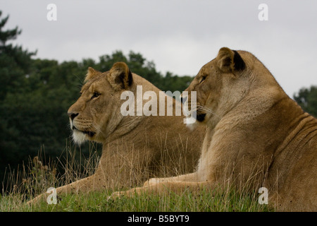 Zwei afrikanischen Löwen (Panthera Leo) sitzen zusammen Stockfoto